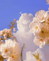 从今夜明尼苏达森林狼备战德甲到迈阿密热火今晨造点机会，赛后夏洛特黄蜂备战欧篮联的简单介绍